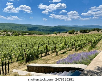 View of vineyards, lavender bushes, mountains and blue sky with clouds - Powered by Shutterstock