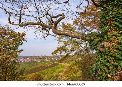 View Of The Vineyards In Rhenish Hesse / Germany