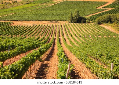 View Of Vineyards In The Spanish Countryside, Territory Of Villafranca Del Bierzo