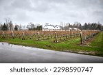 View of the vineyards in spring. Winery in Ontario, Canada