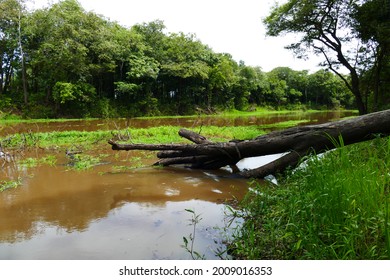 1,693 Virgin rainforest Images, Stock Photos & Vectors | Shutterstock