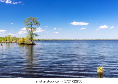 View Of Virginia's Lake Drummond On A Sunny Day