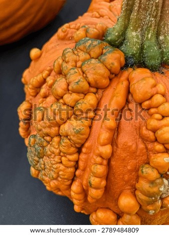 View of warty pumpkin. Selective focus 