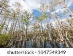 A view of a water marsh along Loop Road, Big Cypress National Preserve, Florida.