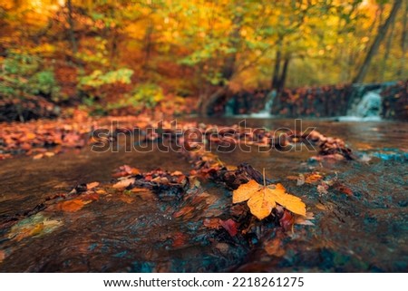 View of waterfall in autumn. Waterfall in autumnal colors deep in the forest. Peaceful colorful leaves sunny closeup creek. Seasonal forest landscape dream scenic nature. Beautiful nature woodland