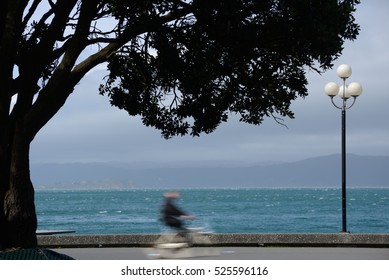 A View Of Wellington Harbour, New Zealand 