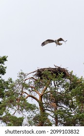 View Of  Western Osprey Bird In Finland