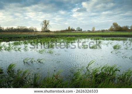 A view of a wet meadow on a cloudy windy day