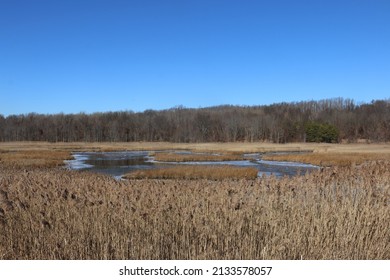View of wetlands at Brookfield Park in Staten Island, New York