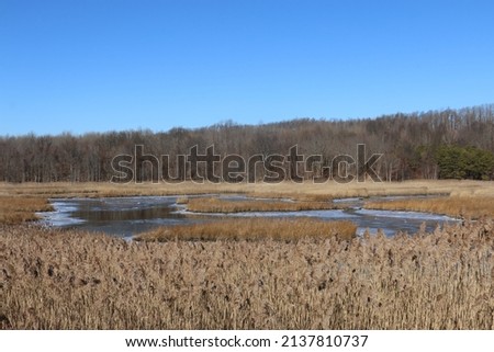 View of wetlands at Brookfield Park in Staten Island, New York