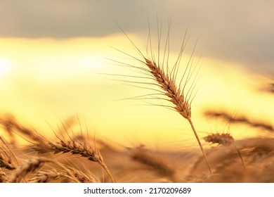 View of wheat ears on a background of evening sky.