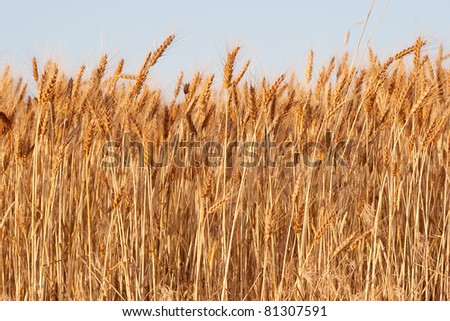 Similar – Image, Stock Photo Grain field just before harvest in summer on a cloudy day just before a rain shower.