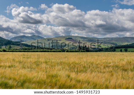 A view of wheat fields from the river Tay walk. 