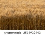 A view of wheat plants in a field, under the golden sunset, seen in Manitoba, Canada.