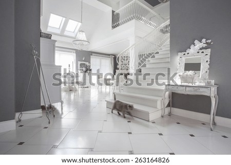 Similar – Image, Stock Photo cat Living or residing