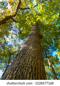 View Of A White Oak Tree With Blocky Bark.