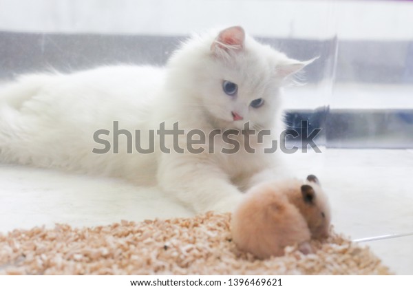 View White Persian Cat Through Transparent Stock Photo Edit Now