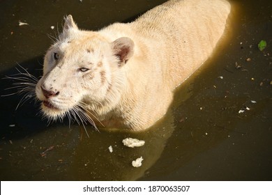 A View Of A White Tiger Hunting Prey In A Wild River In Nature At Night.