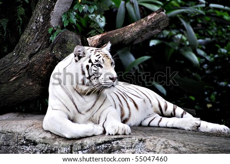 A view of a white tiger wandering around the forest for food