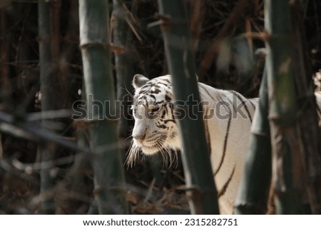 View of white Tiger at a zoo at Bhopal, India