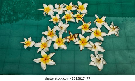 A view of white and yellow frangipani flowers floating in the swimming pool, set up in a dense formation while the clear water reflects subtle tile patterns beneath. - Powered by Shutterstock