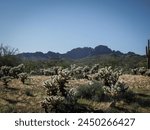 View of Wickenburg Arizona desert in Vulture Mountains with cholla cactus