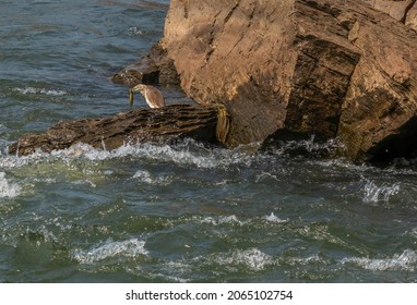 View Of Wild Bird Eating Fish On Rocks In River Bed