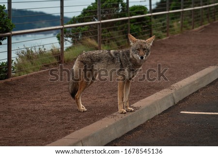 view of wild coyote in San Francisco
