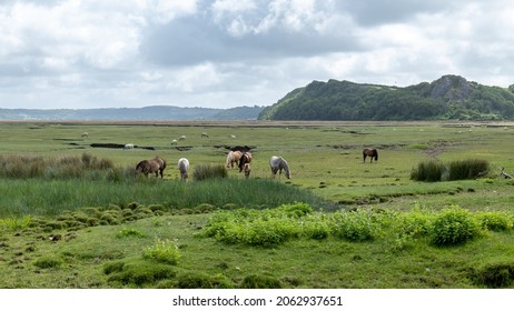 View of wild ponies on the marsh at Llanrhidian, The Gower, Wales, UK