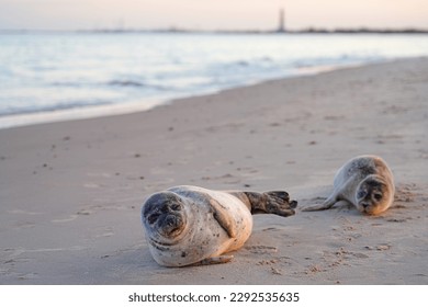 View of wild pup seals at sunset on the Grenen beach in Skagen, Denmark