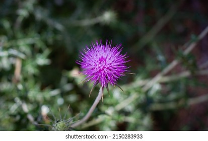 View Of A Wild Silybum Marianum Plant In The Field. Also Known As  Cardus Marianus Or Milk Thistle. 