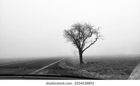 View from the window of the car at the lonely tree by the road and the field, black and white photo - Powered by Shutterstock