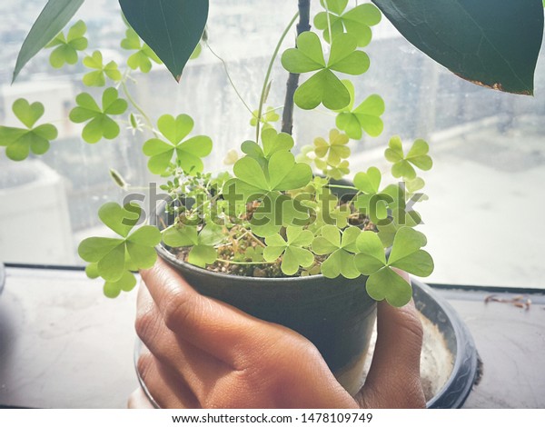 The view
from window at indoor plant. The  heart shaped leaf ,Shamrock, any
of several similar-appearing trifoliate plants, plants each of
whose leaves is divided into three leaflets.
