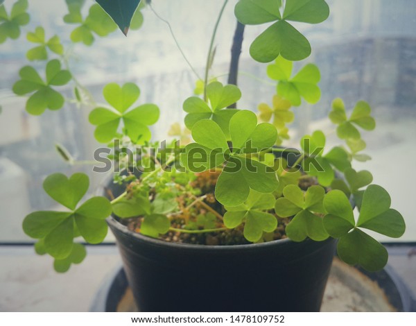 The view
from window at indoor plant. The  heart shaped leaf ,Shamrock, any
of several similar-appearing trifoliate plants, plants each of
whose leaves is divided into three leaflets.

