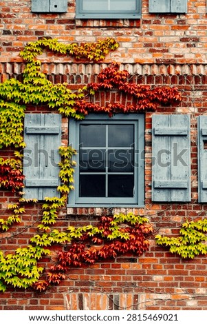 View of windows in a brick facade with coloful climbing vines