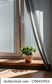 View Of The Windowsill Indoor Pelea Plant In The Rays Of The Sun.