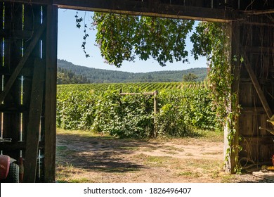 View Of Wine Country Vineyards From Old Wooden Barn Door Opening Entrance.
