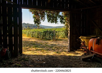 View Of Wine Country Vineyards From Old Wooden Barn Door Opening Entrance.