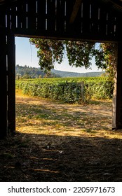 View Of Wine Country Vineyards From Old Wooden Barn Door Opening Entrance.