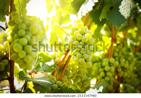 View of wine\
vineyards. Harvest white grapes to make white wine. Properties help\
inhibit the growth of cancer cells. Help reduce the amount of bad\
fat. Agricultural\
concepts.