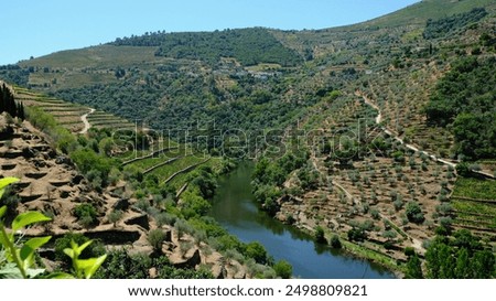 View of wineries in Douro river valley from Fonseca (quinta do panascal). 