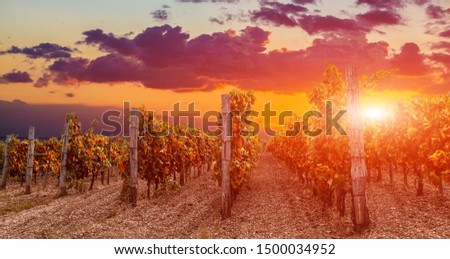 View of wineyards fields from at the sunset.