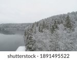 a view of winter forest