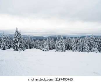 View of winter landscape with fields downhill over snowy spruce tree forest with snow covered conifers. Krkonose Mountains, Czech Republic, cloudy day