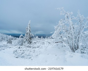 View of winter landscape with snowy spruce tree forest with snow covered conifers. Krkonose Mountains, Czech Republic, cloudy day, dramatic sky, blue clouds