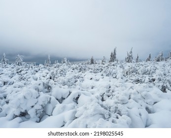 View of winter landscape with snowy spruce tree forest with snow covered conifers. Krkonose Mountains, Czech Republic, cloudy day, white fog, calm mood, monochromatic