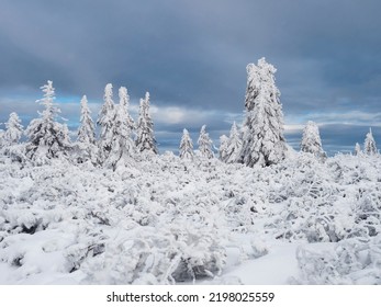 View of winter landscape with snowy spruce tree forest with snow covered conifers. Krkonose Mountains, Czech Republic, cloudy day, dramatic sky, blue clouds