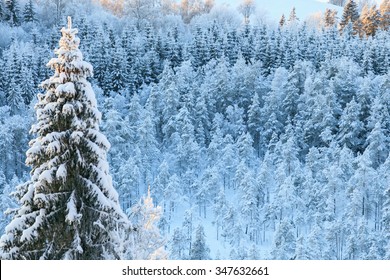 View Of The Winter Taiga Forest