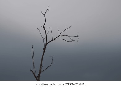a view of a withered tree with a blur effect on the background 