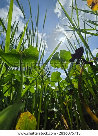 A view from within the lillypads. 